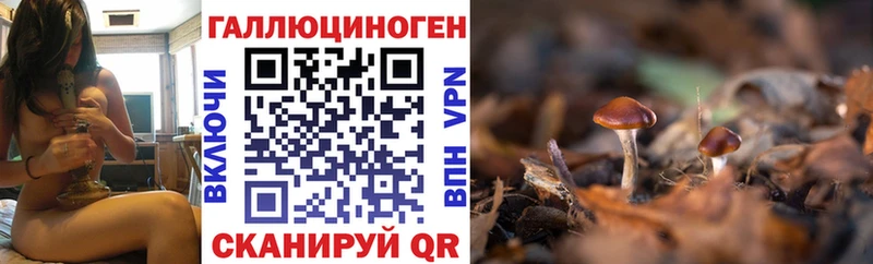 Псилоцибиновые грибы GOLDEN TEACHER Дубна